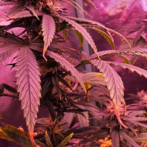 Blue haze by ILGM growlog timeline photo
