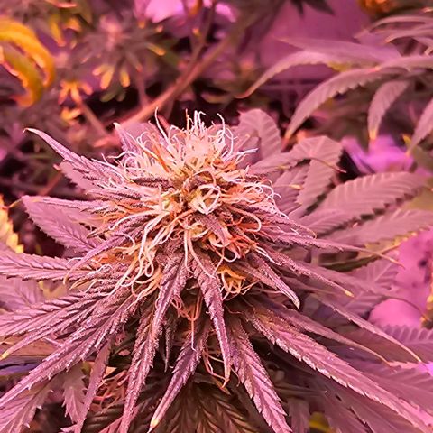 Blue haze by ILGM growlog timeline photo