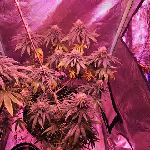 Blue haze by ILGM growlog timeline photo