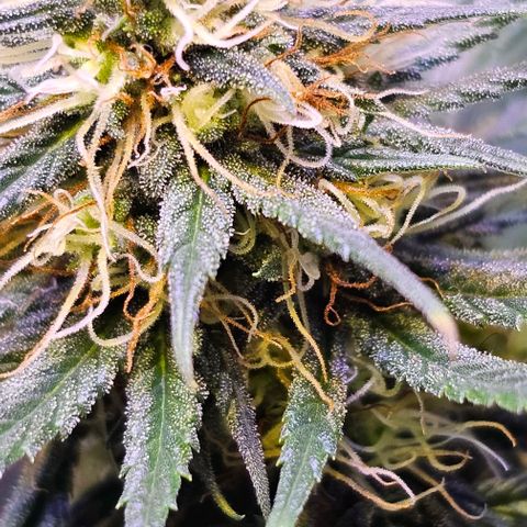 Blue haze by ILGM growlog timeline photo