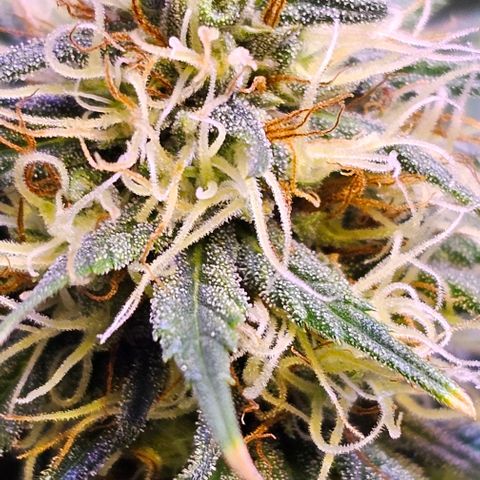 Blue haze by ILGM growlog timeline photo