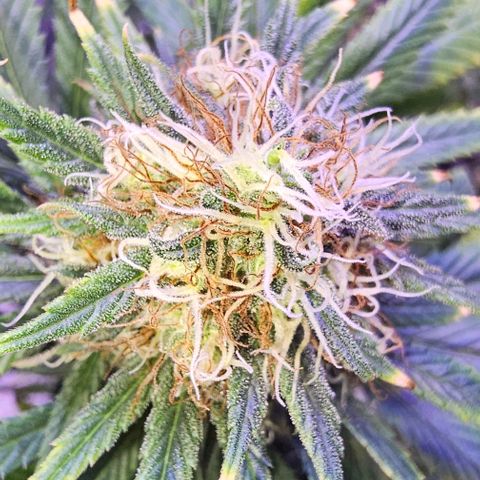 Blue haze by ILGM growlog timeline photo