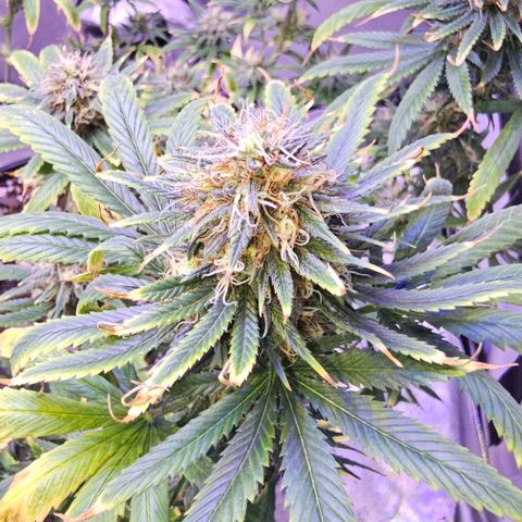 Blue haze by ILGM growlog timeline photo