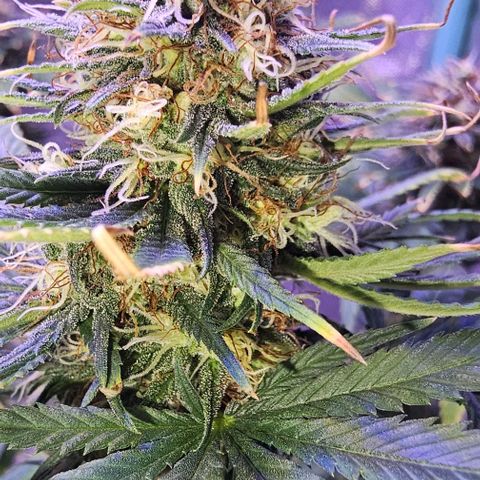 Blue haze by ILGM growlog timeline photo