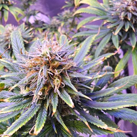 Blue haze by ILGM growlog timeline photo