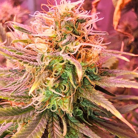 Blue haze by ILGM growlog timeline photo