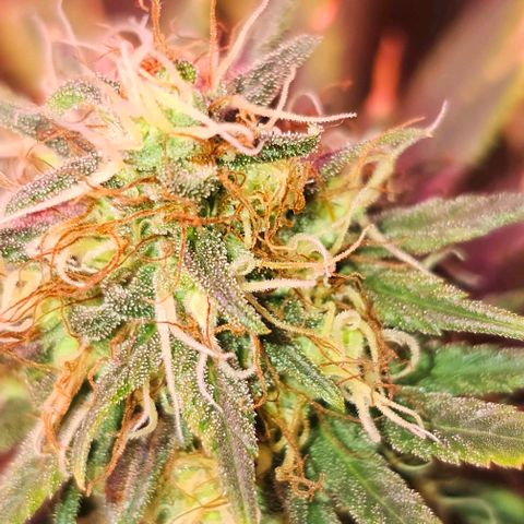Blue haze by ILGM growlog timeline photo
