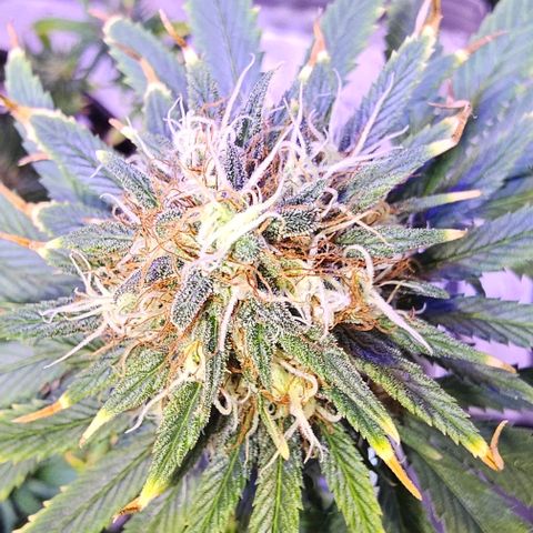 Blue haze by ILGM growlog timeline photo