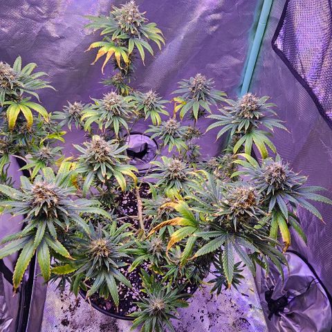 Blue haze by ILGM growlog timeline photo