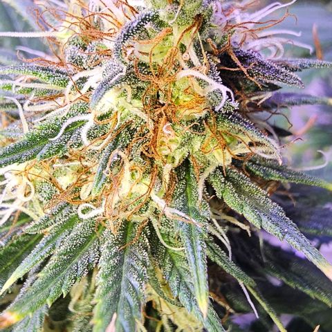Blue haze by ILGM growlog timeline photo
