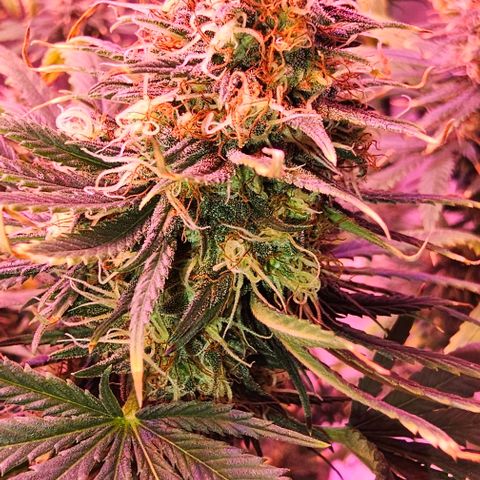 Blue haze by ILGM growlog timeline photo