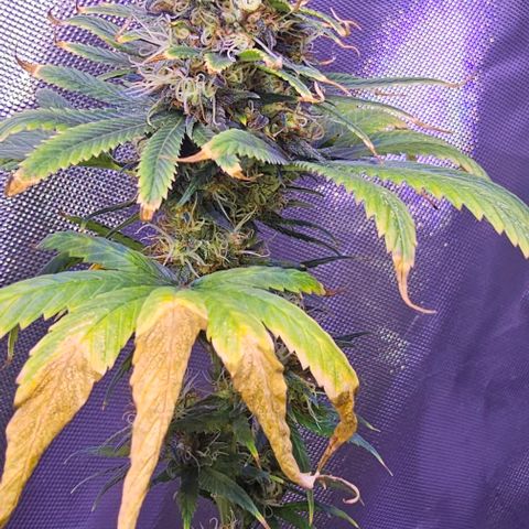 Blue haze by ILGM growlog timeline photo