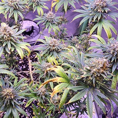 Blue haze by ILGM growlog timeline photo