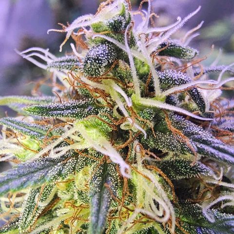 Blue haze by ILGM growlog timeline photo