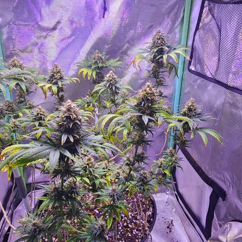 Blue haze by ILGM growlog timeline photo