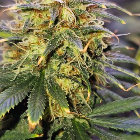 Blue haze by ILGM growlog timeline photo