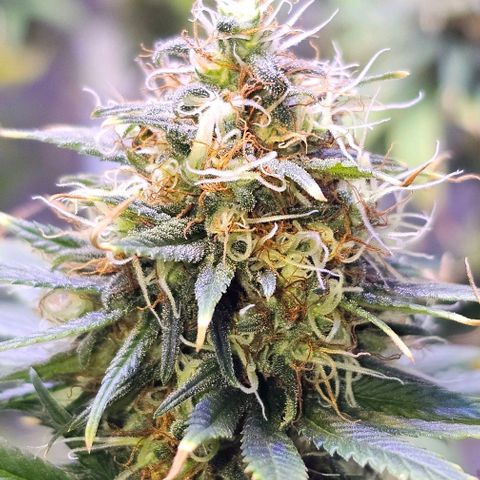 Blue haze by ILGM growlog timeline photo