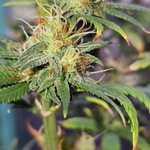 Blue haze by ILGM growlog timeline photo