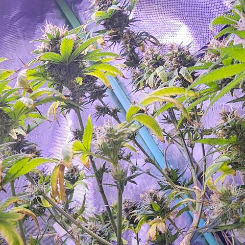 Blue haze by ILGM growlog timeline photo