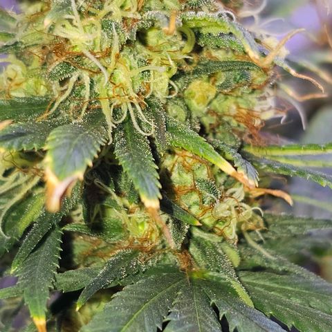Blue haze by ILGM growlog timeline photo