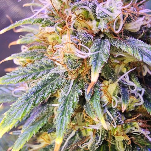 Blue haze by ILGM growlog timeline photo