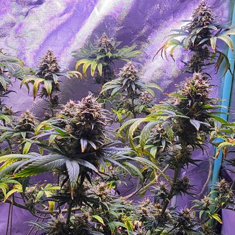 Blue haze by ILGM growlog timeline photo