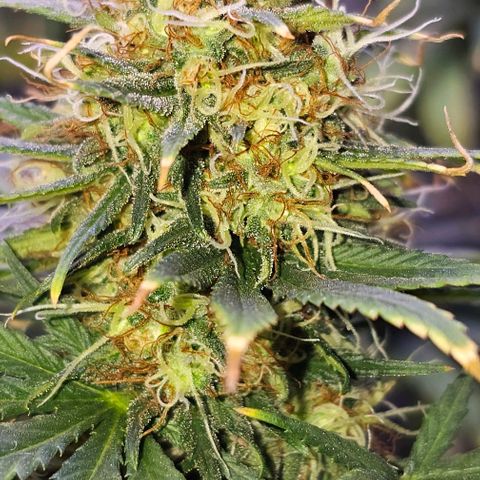 Blue haze by ILGM growlog timeline photo