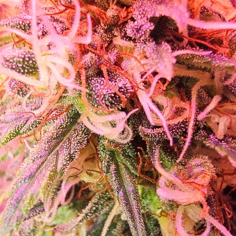 Blue haze by ILGM growlog timeline photo