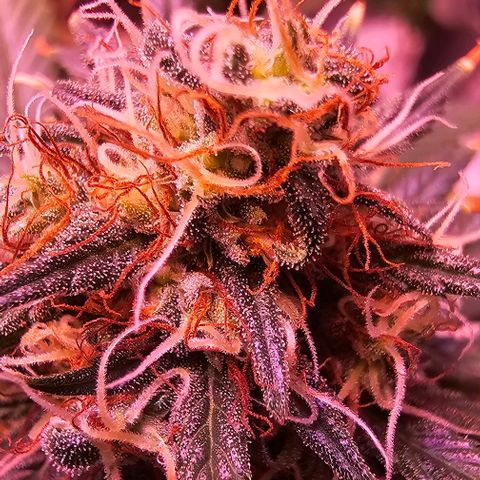 Blue haze by ILGM growlog timeline photo