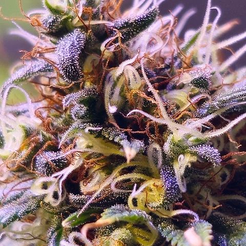 Blue haze by ILGM growlog timeline photo