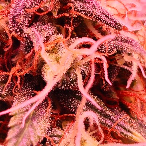 Blue haze by ILGM growlog timeline photo