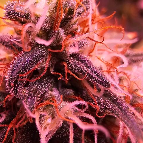Blue haze by ILGM growlog timeline photo