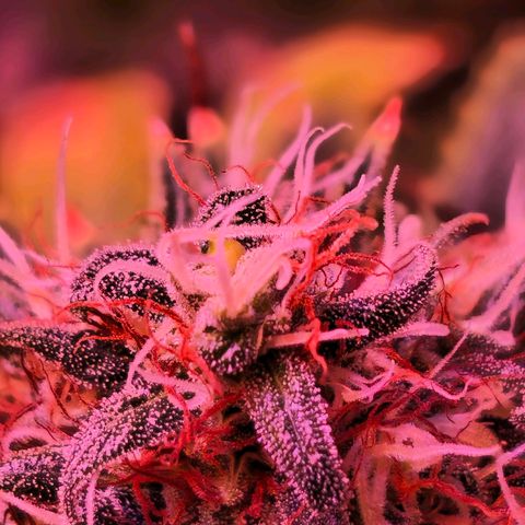 Blue haze by ILGM growlog timeline photo