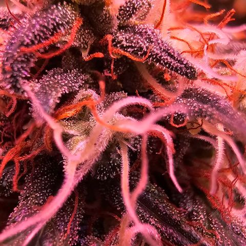 Blue haze by ILGM growlog timeline photo