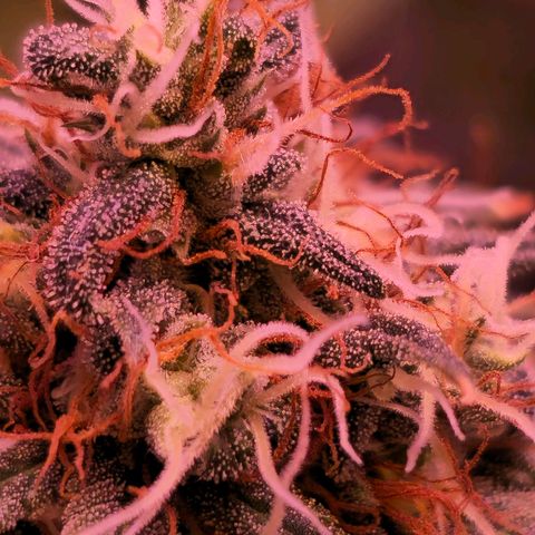 Blue haze by ILGM growlog timeline photo