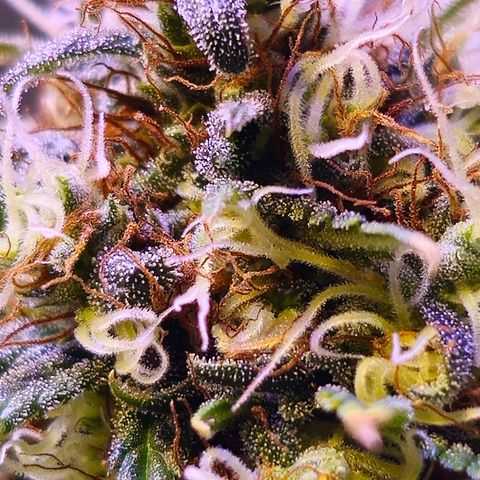 Blue haze by ILGM growlog timeline photo