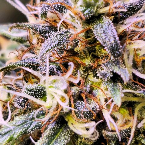 Blue haze by ILGM growlog timeline photo