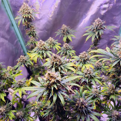 Blue haze by ILGM growlog timeline photo