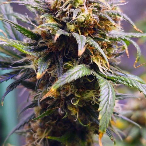 Blue haze by ILGM growlog timeline photo