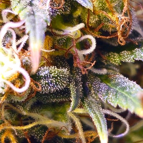 Blue haze by ILGM growlog timeline photo