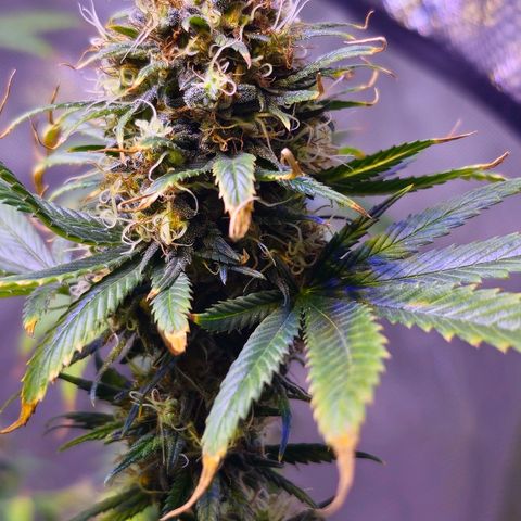 Blue haze by ILGM growlog timeline photo