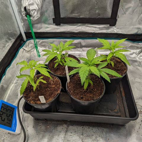 Bubblegum XL growlog timeline photo
