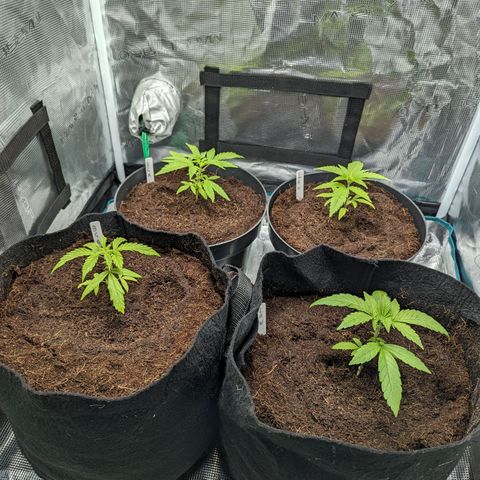 Bubblegum XL growlog timeline photo