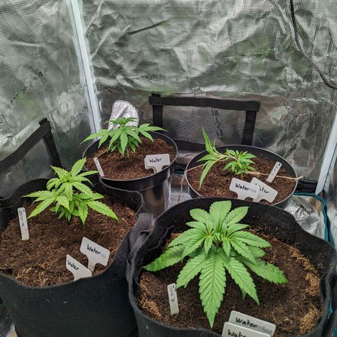 Bubblegum XL growlog timeline photo