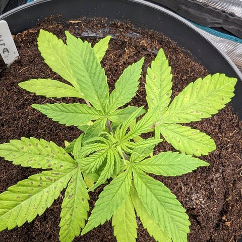 Bubblegum XL growlog photo: Cal defisancy 