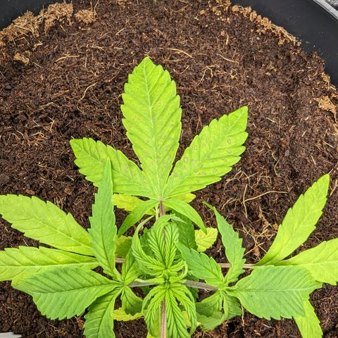 Bubblegum XL growlog photo: Cal defisancy 