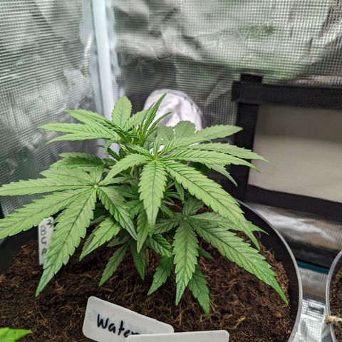 Bubblegum XL growlog timeline photo