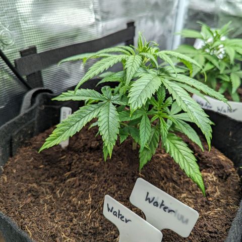 Bubblegum XL growlog timeline photo