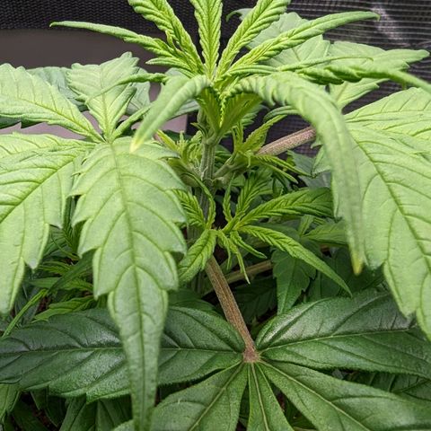 Bubblegum XL growlog timeline photo