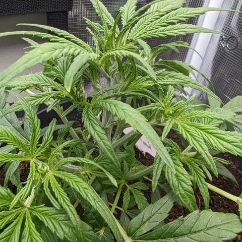 Bubblegum XL growlog timeline photo